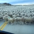 開車開到一半,突然遇到無邊無際的....根本完全看不到盡頭啦!!(影片)