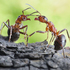 螞蟻真的勤勞嗎？昆蟲學家發現：至少40％螞蟻整天裝忙不工作！