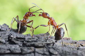 螞蟻真的勤勞嗎？昆蟲學家發現：至少40％螞蟻整天裝忙不工作！