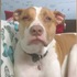 牛頭犬最愛聽主人唱歌,主人這次決定唱「搖籃曲」...狗狗後來的反應讓網友全笑暈XD