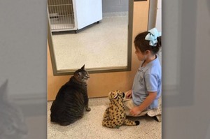 「第一眼就愛上牠！」志工幫忙介紹年輕有活力的小貓都不要，小女孩堅持選擇「最胖老貓」帶回家疼愛！！