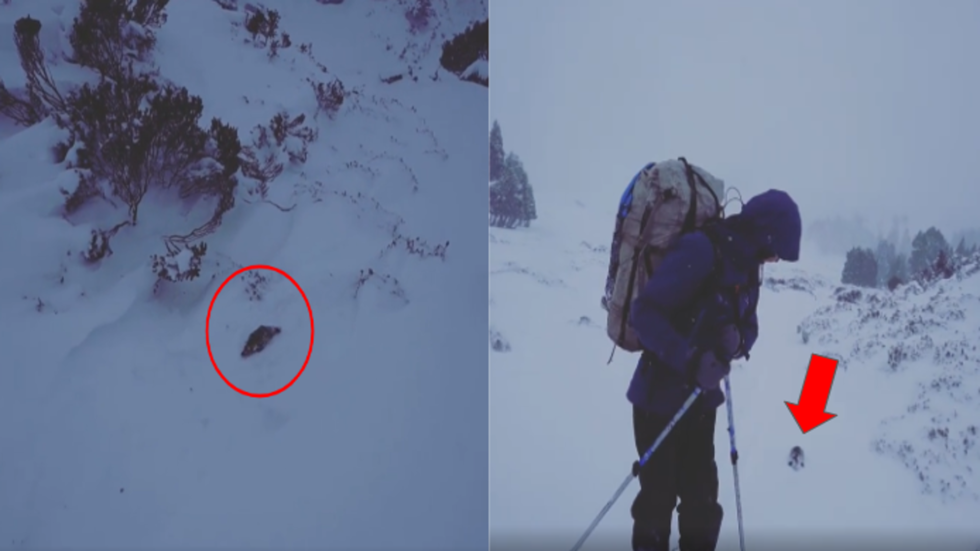 冰天雪地滑雪行驚見「鴨嘴獸亂入」　網友表示：兄弟你是不是走錯攝影棚啦！