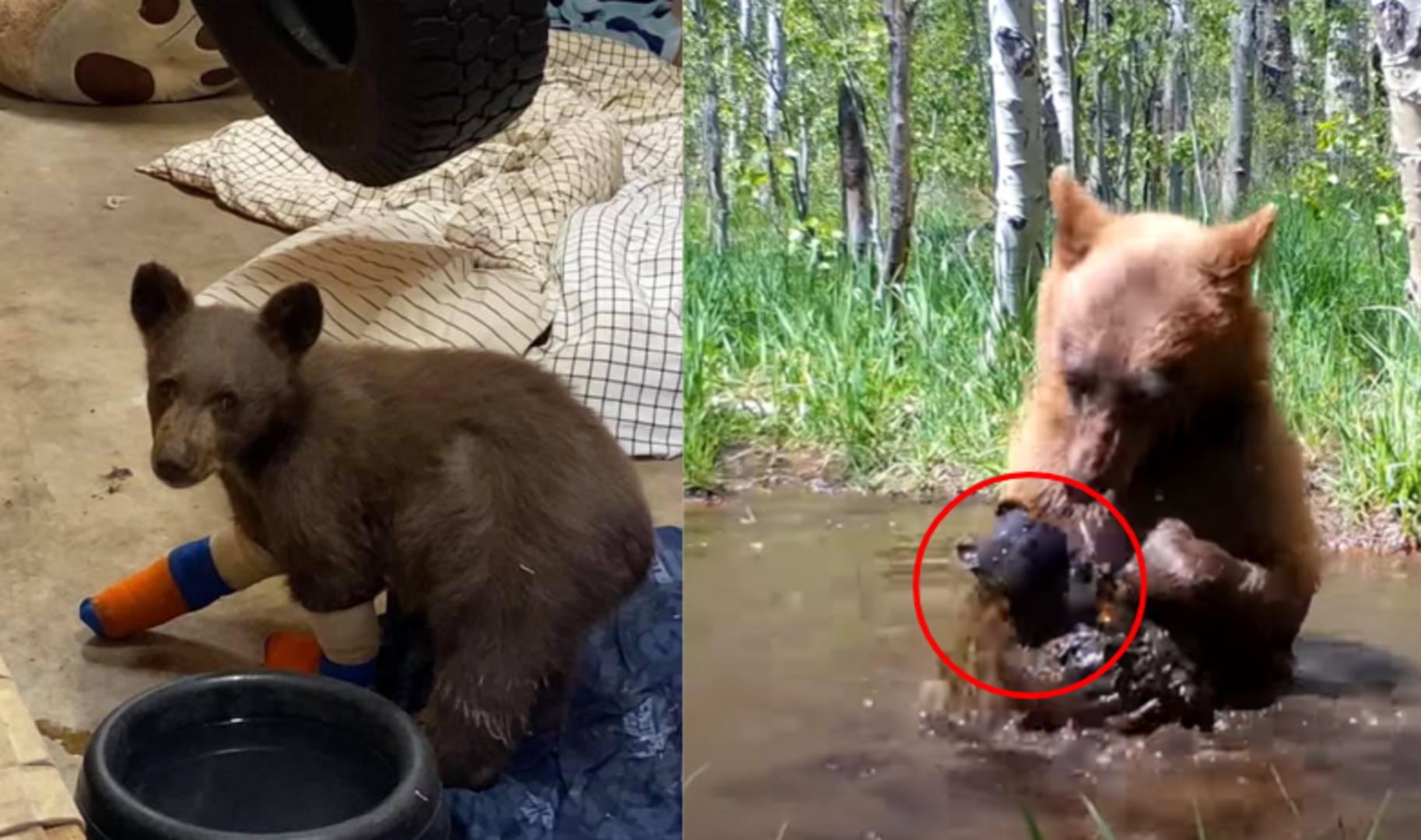 野生棕熊「逃出動物救援中心」，回到池塘邊挖出「自己珍藏已久的玩具泰迪熊」？