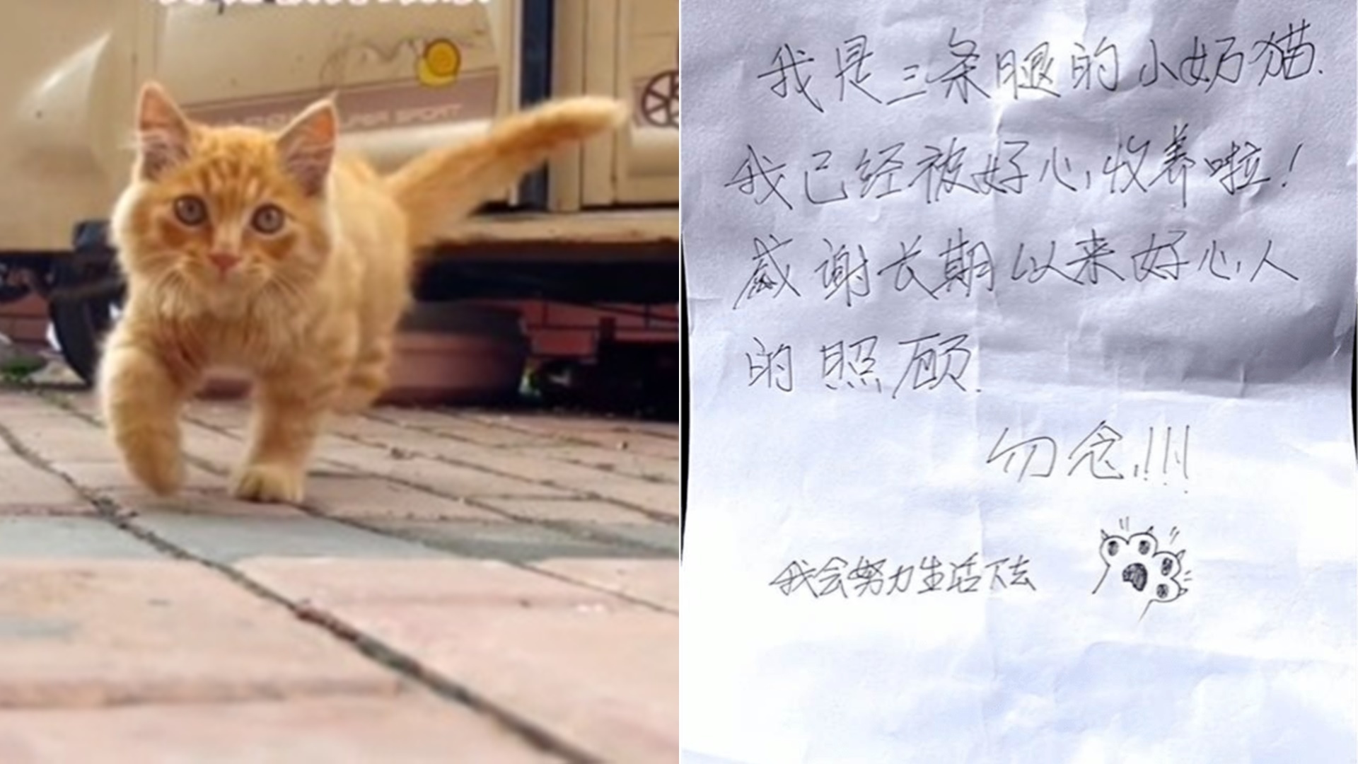 男子養路邊小貓20天發現收養紙條：「我被好心收養了，勿掛念」