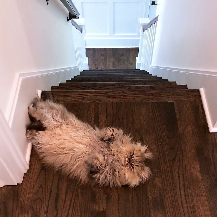barnaby_persian