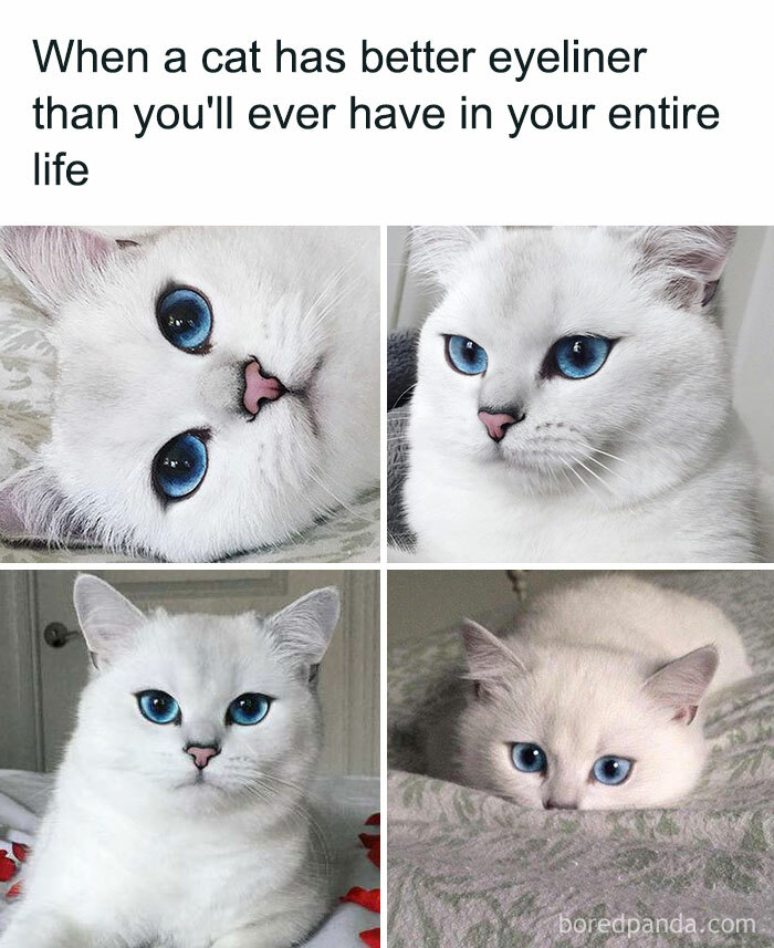 catmemes.only