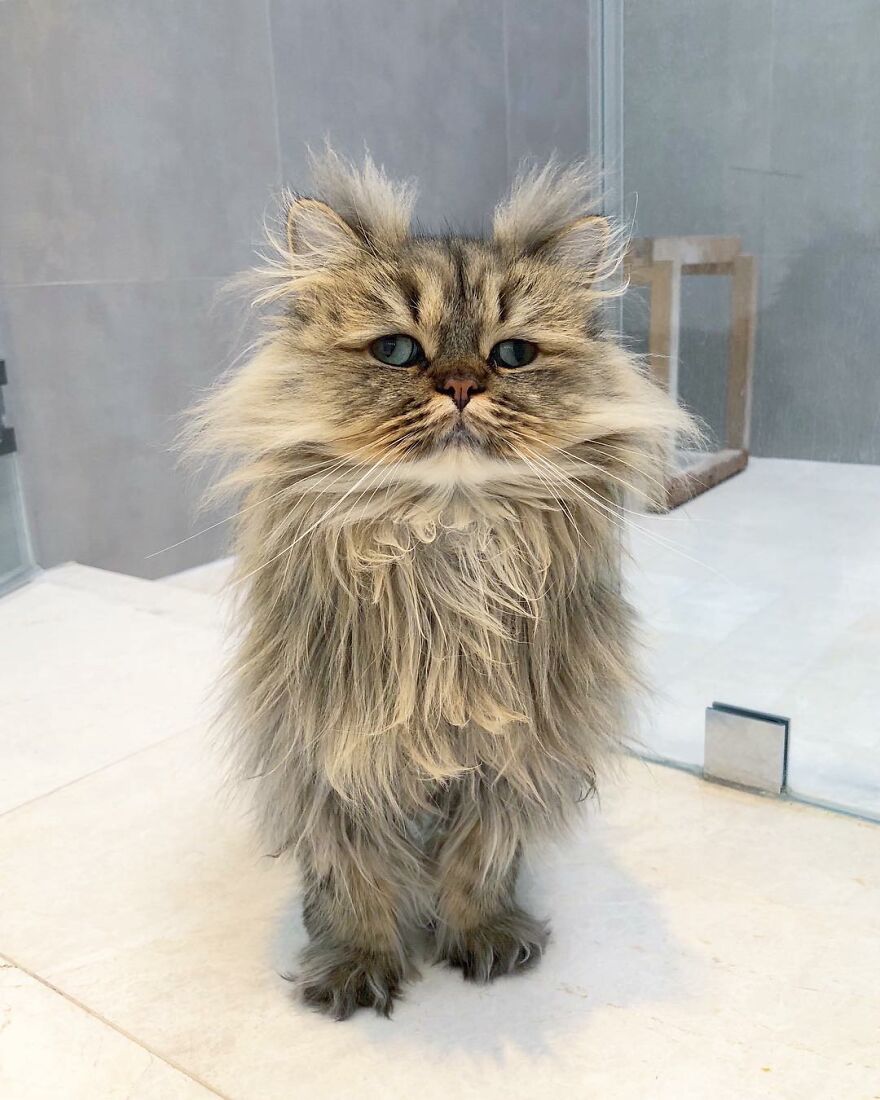 barnaby_persian