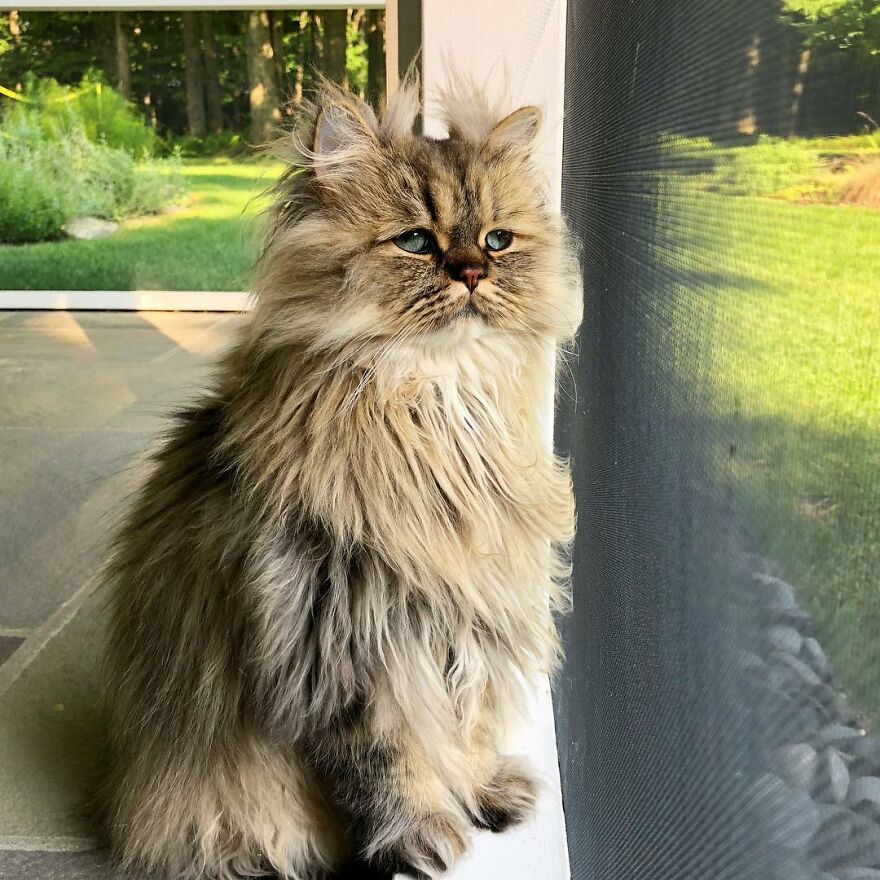 barnaby_persian