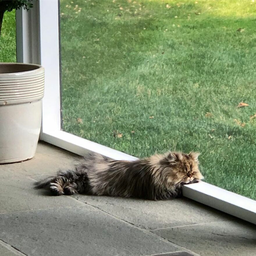 barnaby_persian