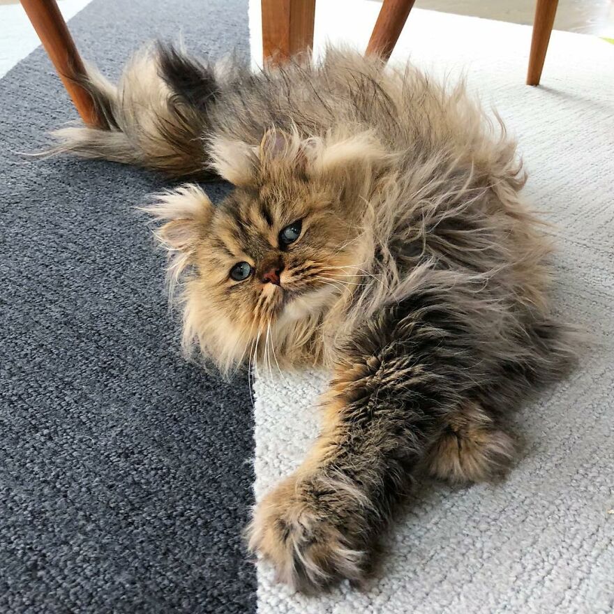 barnaby_persian
