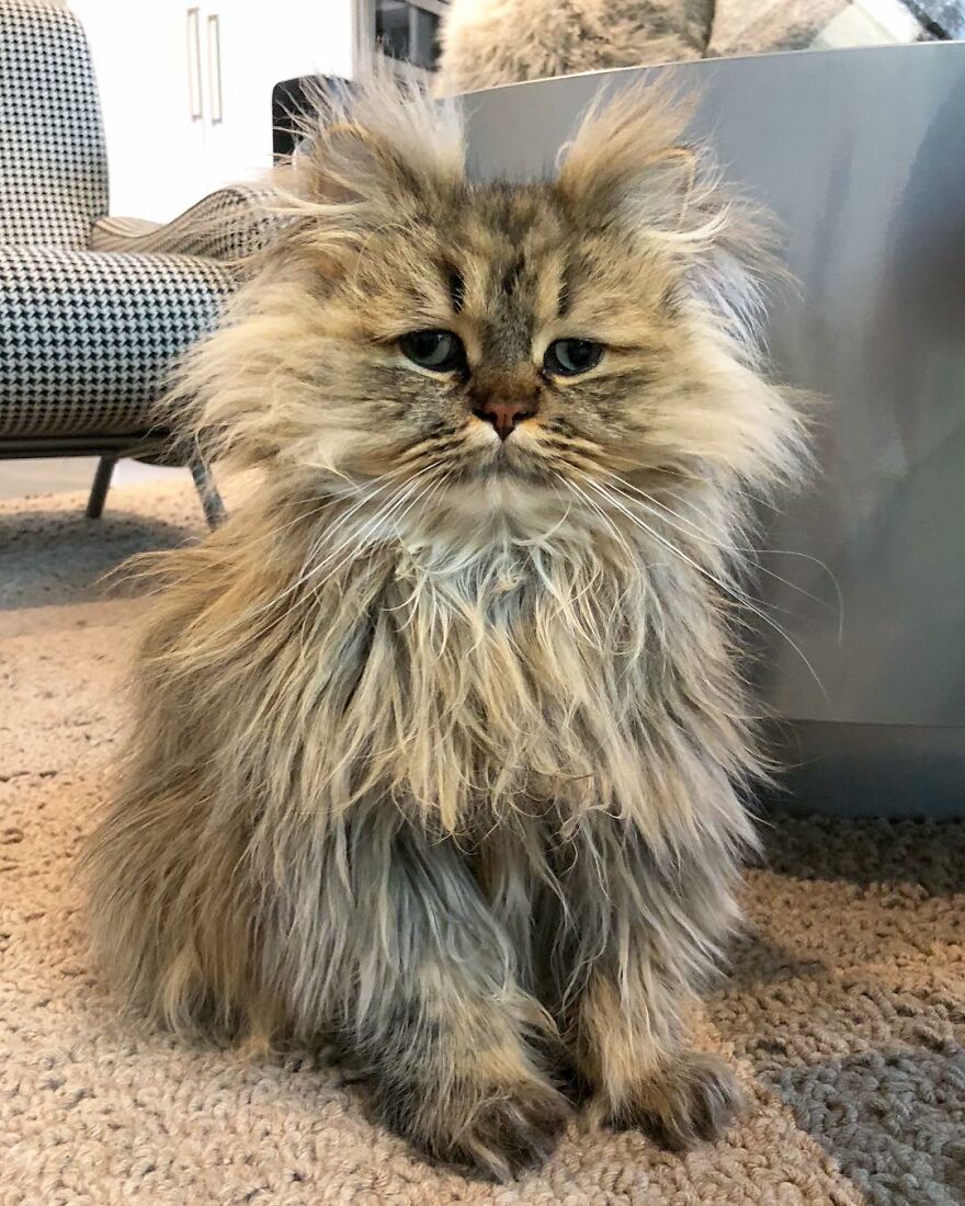 barnaby_persian