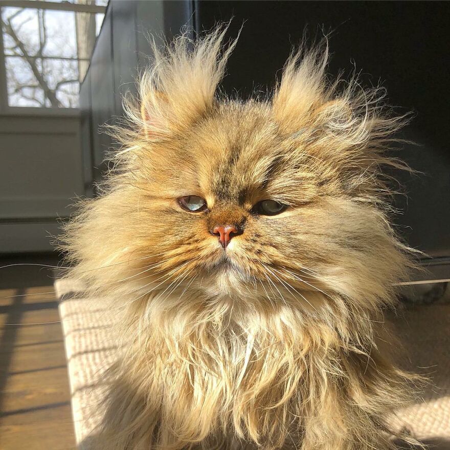 barnaby_persian