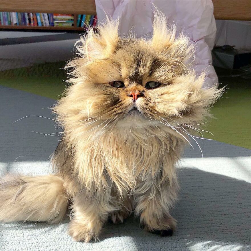 barnaby_persian