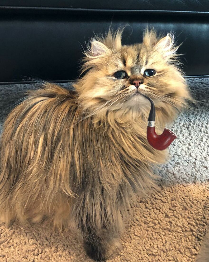 barnaby_persian