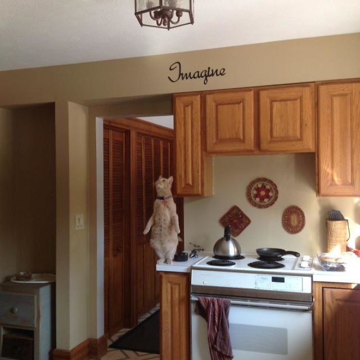 ThopterFox