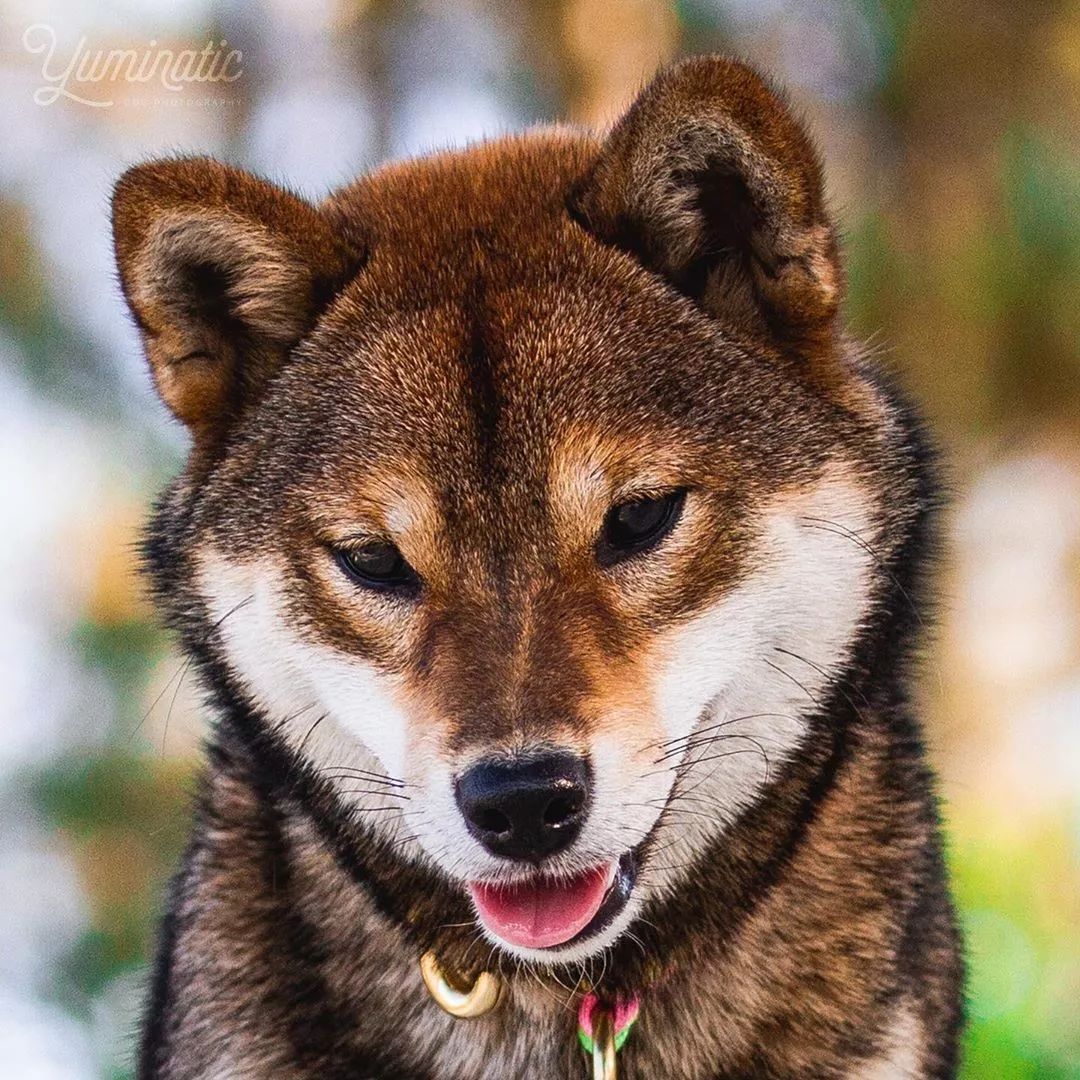 來人啊 這裡有個柴犬 烤糊了 超特殊胡麻色柴柴 還不快來