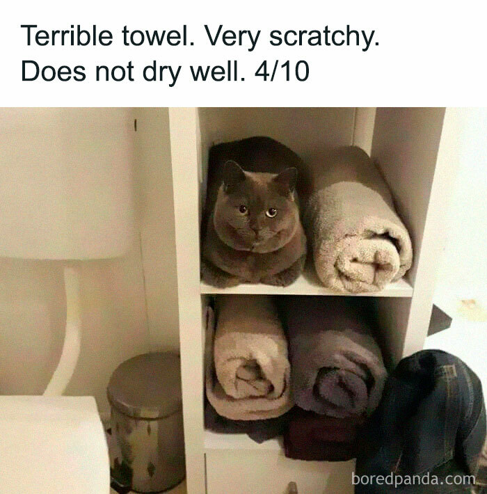 animalmemesunion