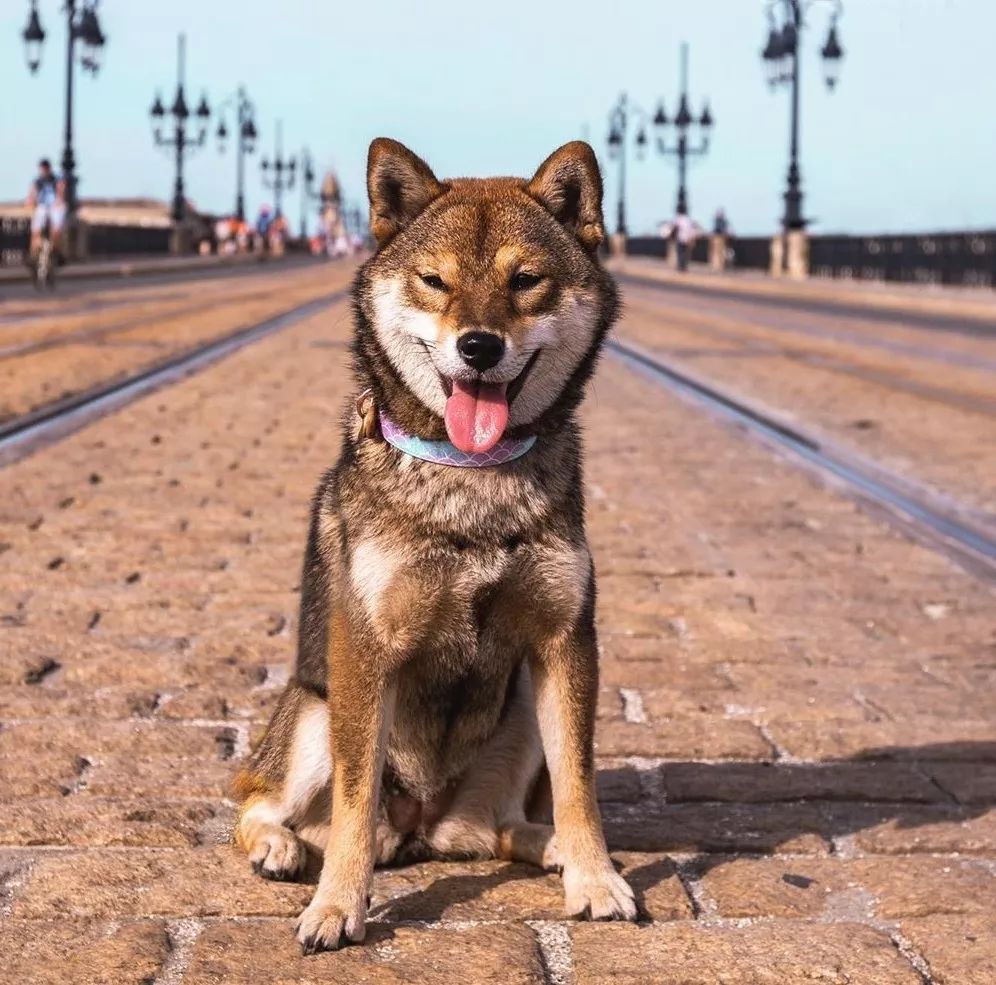 來人啊 這裡有個柴犬 烤糊了 超特殊胡麻色柴柴 還不快來