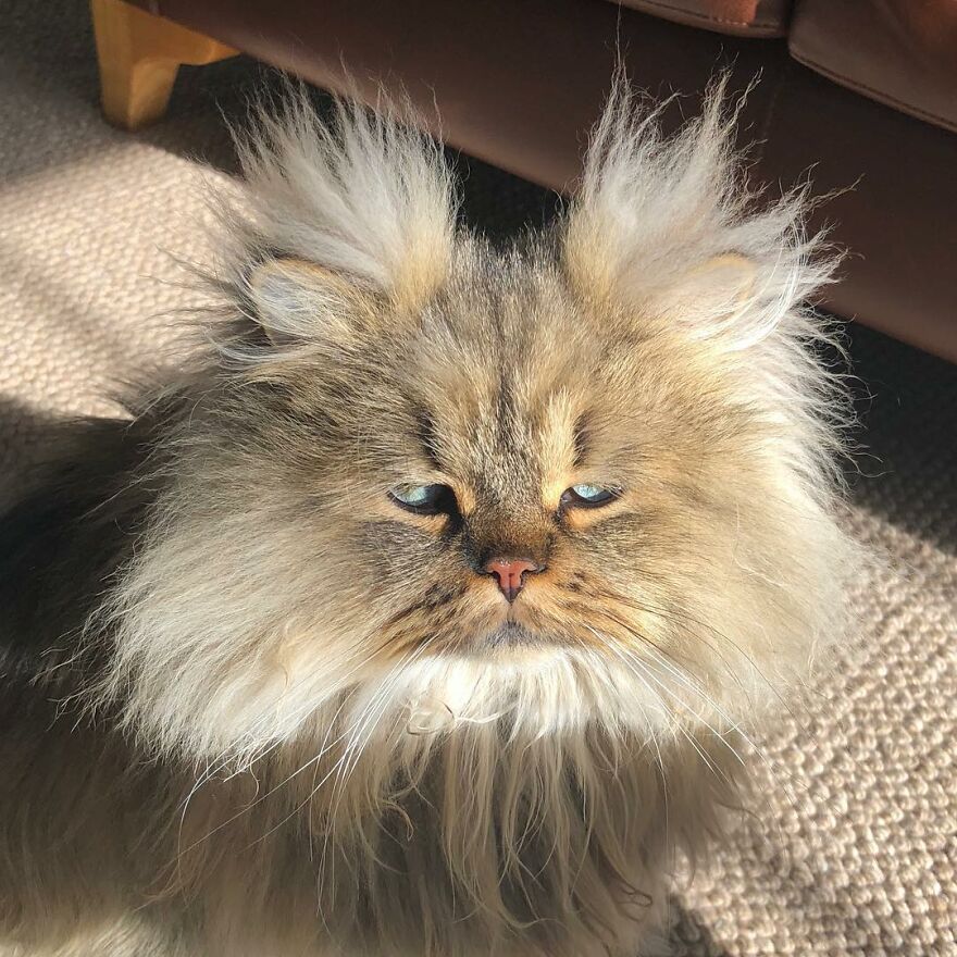barnaby_persian