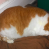 網友發現親戚家的橘貓變超胖！詢問原因竟然是...立刻帶牠離開主人！！