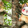 小山貓爬樹爬累睡著，醒來後發現被人偷拍時，露出的「超害羞微笑」網友看了全萌翻！！