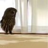 看過貓頭鷹飛算甚麼？網友上傳貓頭鷹「跑步」的影片...這畫面真的太衝擊了XD(影片)