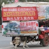 男子從吉林出發坐驢車去青島直播旅遊，寵物二哈被綁車後低頭跟著走讓人看了憤怒！