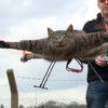 奇異！荷蘭藝術家把「貓屍」做成直升機，就是為了讓牠「盡情在天空追小鳥」
