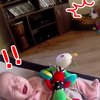 狗狗聽到寶寶哭「驚覺自己拿錯玩具」！牠道歉的方式讓網友看了笑到不行！！（附影片）