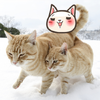 兩隻橘貓黏踢踢在雪地裡散步，網友發現尾巴「有亮點」...這些愛放閃的喵喵每張都把人閃瞎啦！！
