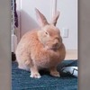 朋友說他家兔兔會像電影裡的機器人一樣變身，還拍了影片給我看...一看就立刻笑死了XD