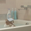 暫時放喵皇在浴缸裡泡澡，沒想到忙完時走近一看....牠的反應真的讓人笑噴！（圖+影片）