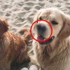 這隻阿金有比一般狗狗「兩倍敏銳的嗅覺」，看完牠的「鼻子」你就會知道原因了！