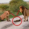 狐狸寶寶正要被飢餓公獅「當早餐」時，一旁的母獅卻做了讓人出乎意料的舉動！