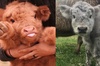 你知道高原牛嗎？看完這些超可愛的高原牛寶寶的Q毛萌照，保證你想要忘掉也做不到！>////<