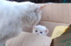 貓媽媽失去孩子急得到處大哭尋找，當牠在紙箱裡發現了「被遺棄的小貓」...結局真的讓人太感動！