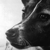 牠是第一隻「上太空」的狗狗，60年後真正死因被揭露...走得實在太痛苦了!!(附影片）