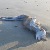 日本海岸衝上一具「神秘乾屍」，好奇的走上前看...這到底是甚麼東西啦！！！