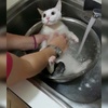 突然被抱到洗菜盆裡洗澡，貓整個來不及反應傻眼：「朕...要被煮了？」