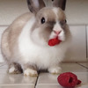 給兔寶一顆覆盆莓，沒想到牠吃著吃著竟然....真的讓網友們紛紛笑噴融化啦！（影片）