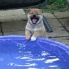 你上輩子其實是條魚吧！這10隻狗寶寶生平第一次玩水，反應包準萌爆你心！