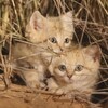 超可愛！首次發現「沙漠貓寶寶」躲草叢等媽媽，埋伏4年科學家超激動：「終於拍到了！！」