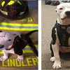 感動！消防隊員救出這隻全身75%燒傷的狗狗，而狗狗竟自願成為消防弟兄的一份子以報答恩人！