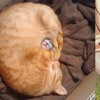 貓奴大測試！「用肥肚保護小貓的橘喵、睡進紙盒的小喵」，至今沒人能看完最後一張還不融化～