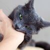 「摸肚肚可以！但摸三下就咬你！」十張圖告訴你養貓經歷過的怪事，每個都讓貓奴超有共鳴！