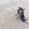 千言萬語也訴不盡的感恩！旅遊時海灘驚見下肢癱瘓小黑狗，她的選擇令人感動！
