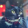 貓奴們分享十個原因，告訴你為什麼「黑貓」是「超棒」的寵物！看完你也會愛上這股暗黑系魅力！
