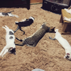 天氣變冷了...主人開了電熱毯想取暖，卻發現家裡的9隻貓咪們...真的差點嚇死！
