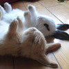 「想叫兔寶起床，一進門我就笑死啦！」這幾隻超萌兔兔，每隻都讓人瞬間萌暈！（圖+影片）