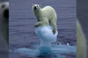 「游了百里，只為腳下一塊冰...」攝影師到北極旅行，拍到這些震驚畫面...網友看了超感傷！！(附影片)